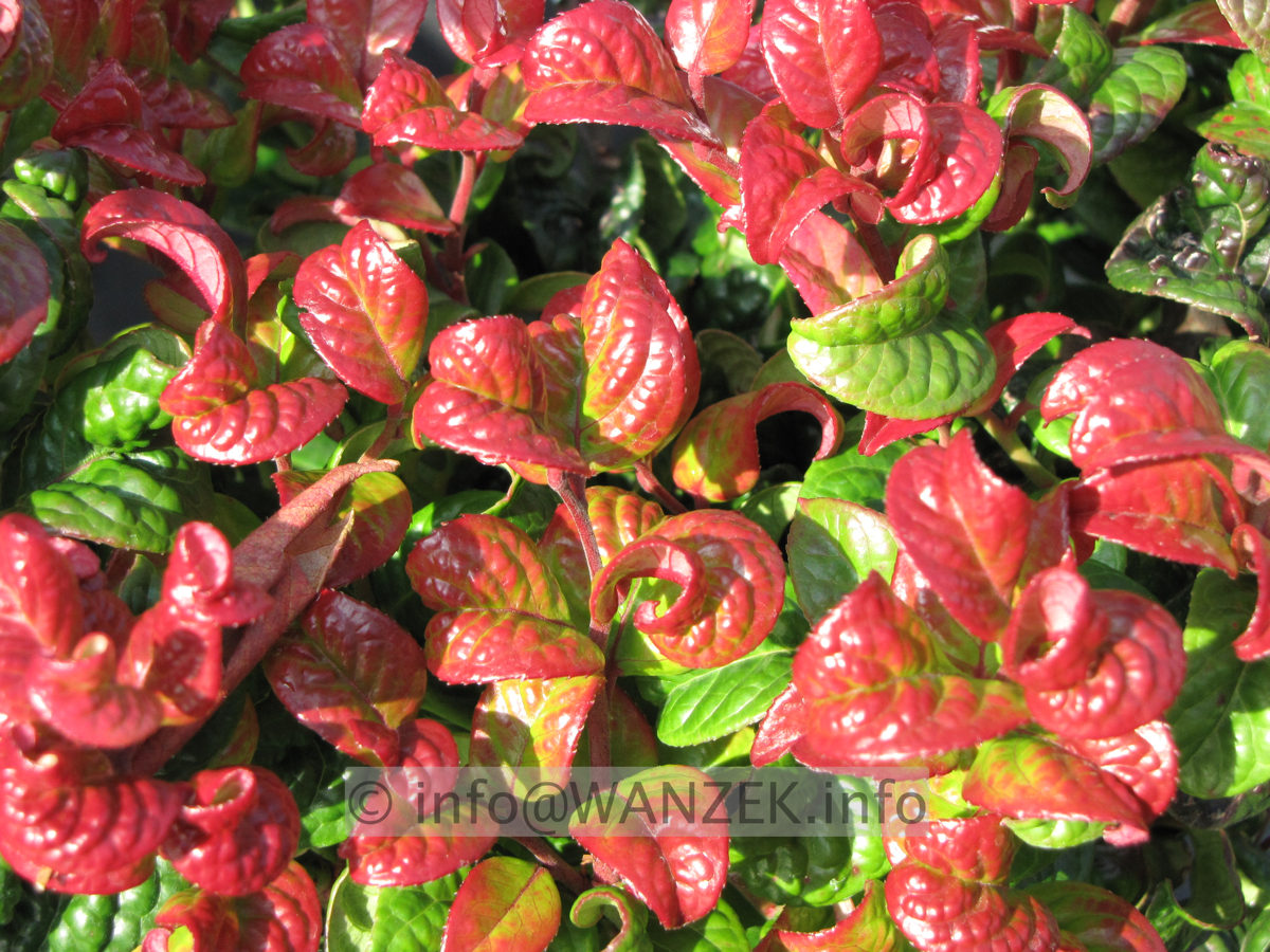 Leucothoe axillaris Curly Red.JPG